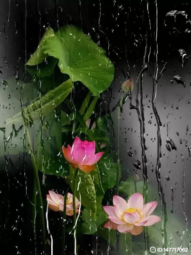 入画相思视频下载-(入画相思视频下载安装)